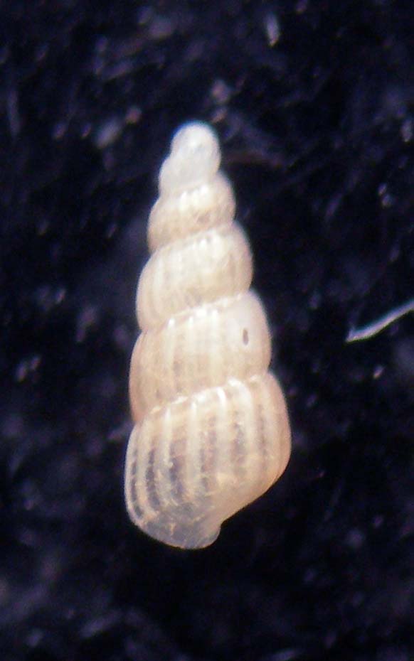 turbonilla